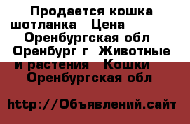 Продается кошка шотланка › Цена ­ 1 000 - Оренбургская обл., Оренбург г. Животные и растения » Кошки   . Оренбургская обл.